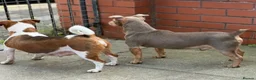 Jack Russell dogs for sale: Beautiful miniature Jack Russell puppies  - Advert 9