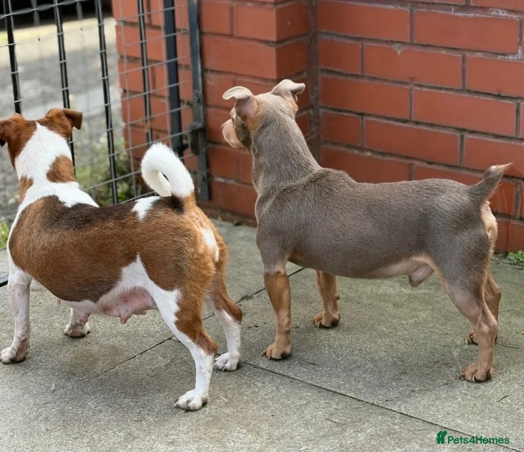 Jack Russell dogs for sale: Beautiful miniature Jack Russell puppies  - Advert 9