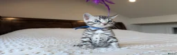 Bengal cats for sale: 🖤🩶🤍 Stunning Bengal Kittens 🤍🩶🖤 - Advert 37