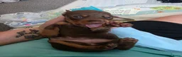 Miniature Dachshund dogs for sale: 7 beautiful little Dachshund  - Advert 15