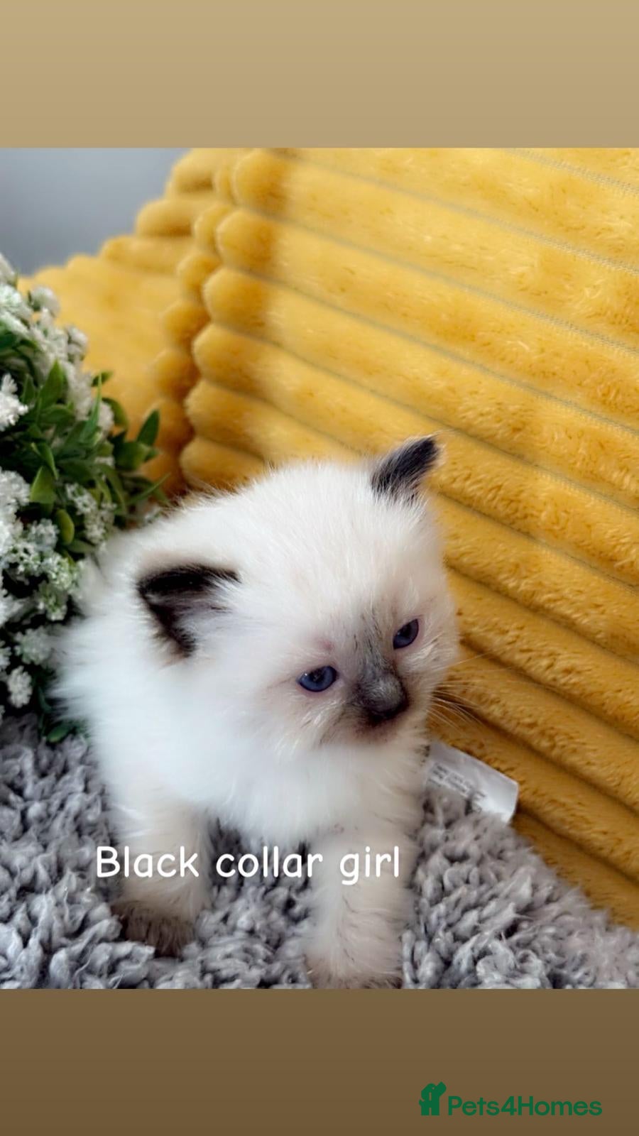 Ragdoll cats Ragdoll kittens-pure breed  - Advert 5