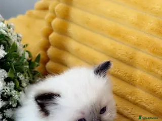 Ragdoll cats Ragdoll kittens-pure breed - Advert 5