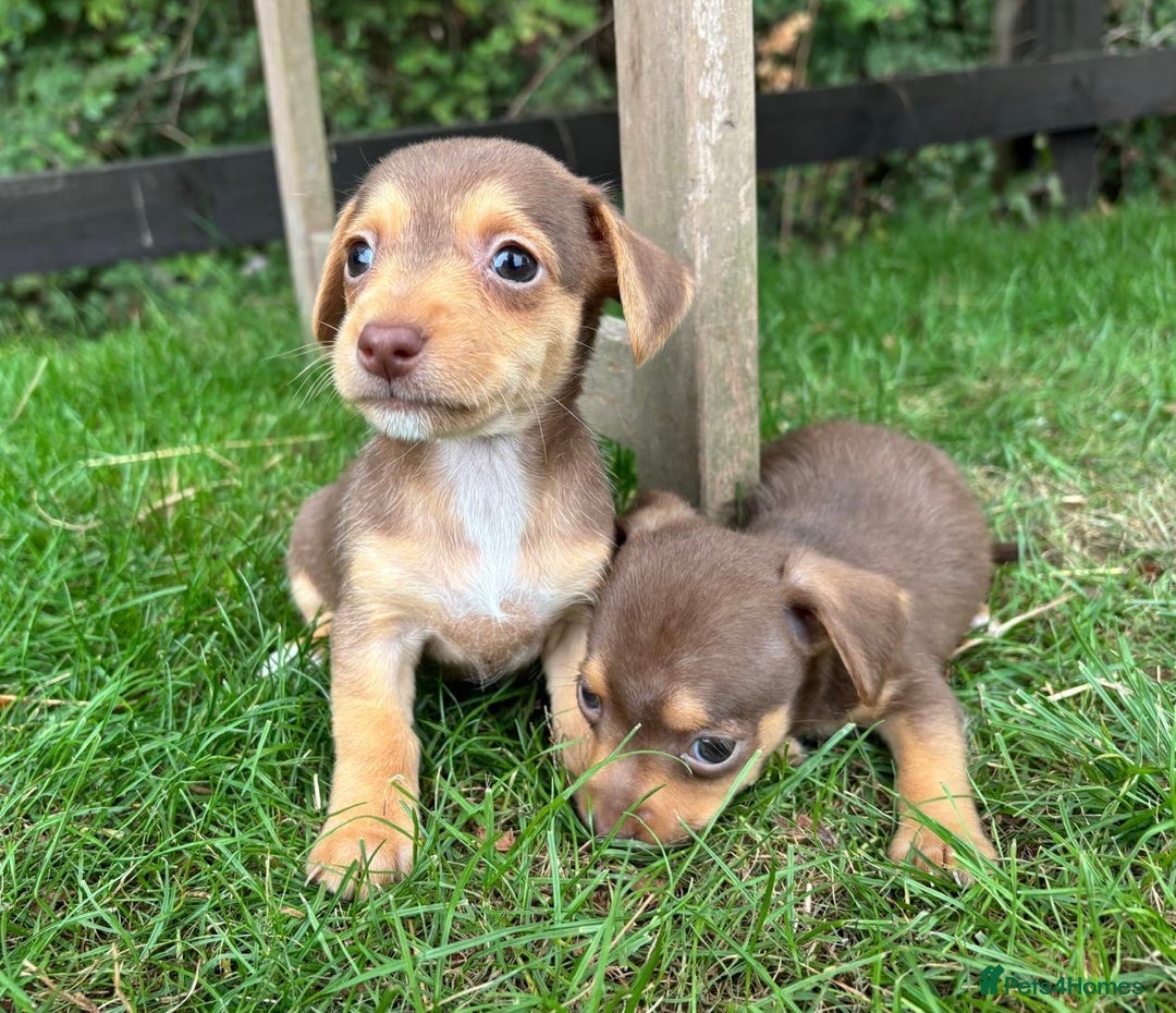 Mixed Breed dogs for sale: Mini Jack Russell X daxijack - Image 11