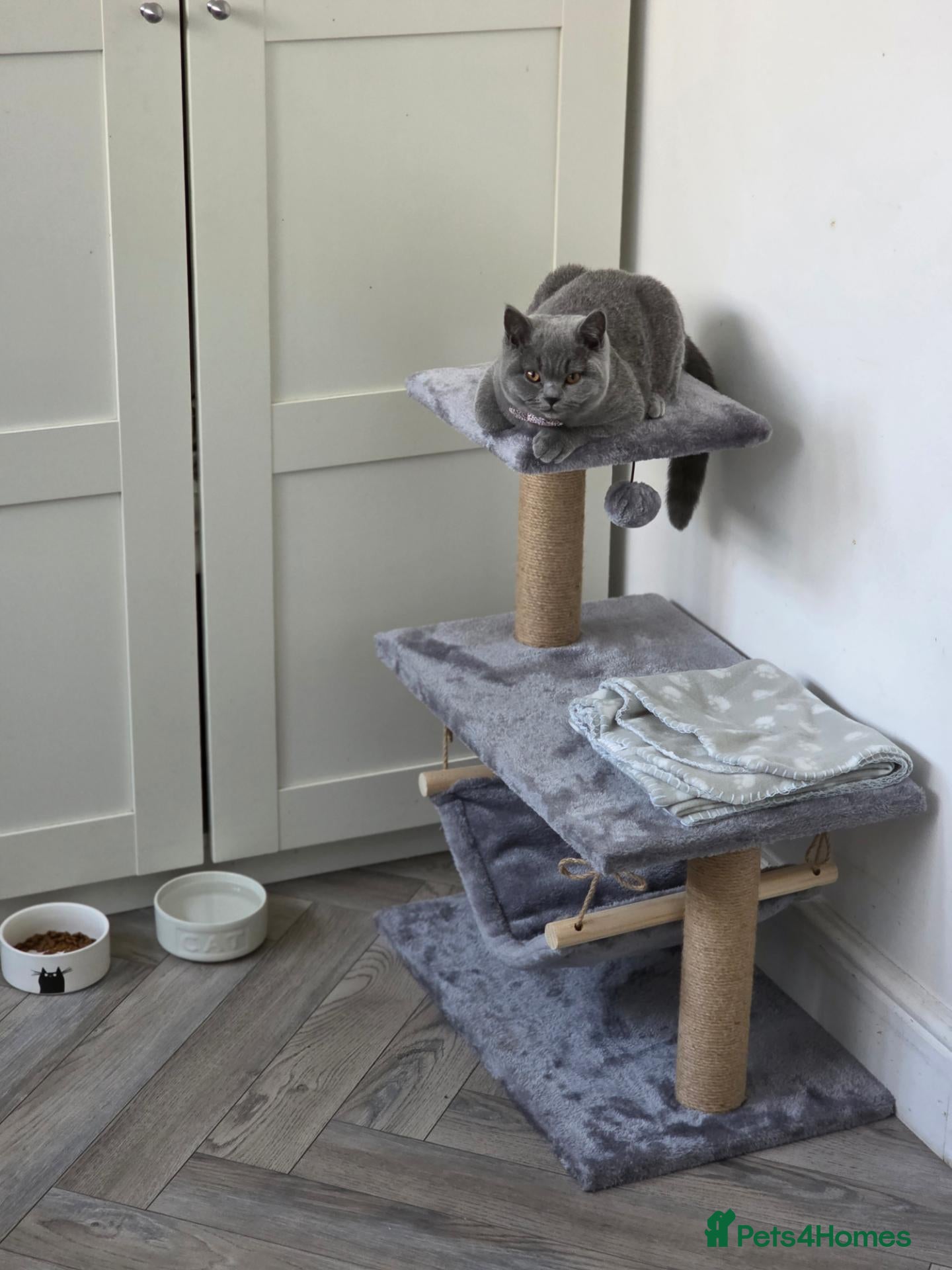 British Shorthair cats British Shorthair champion breed - Advert 2