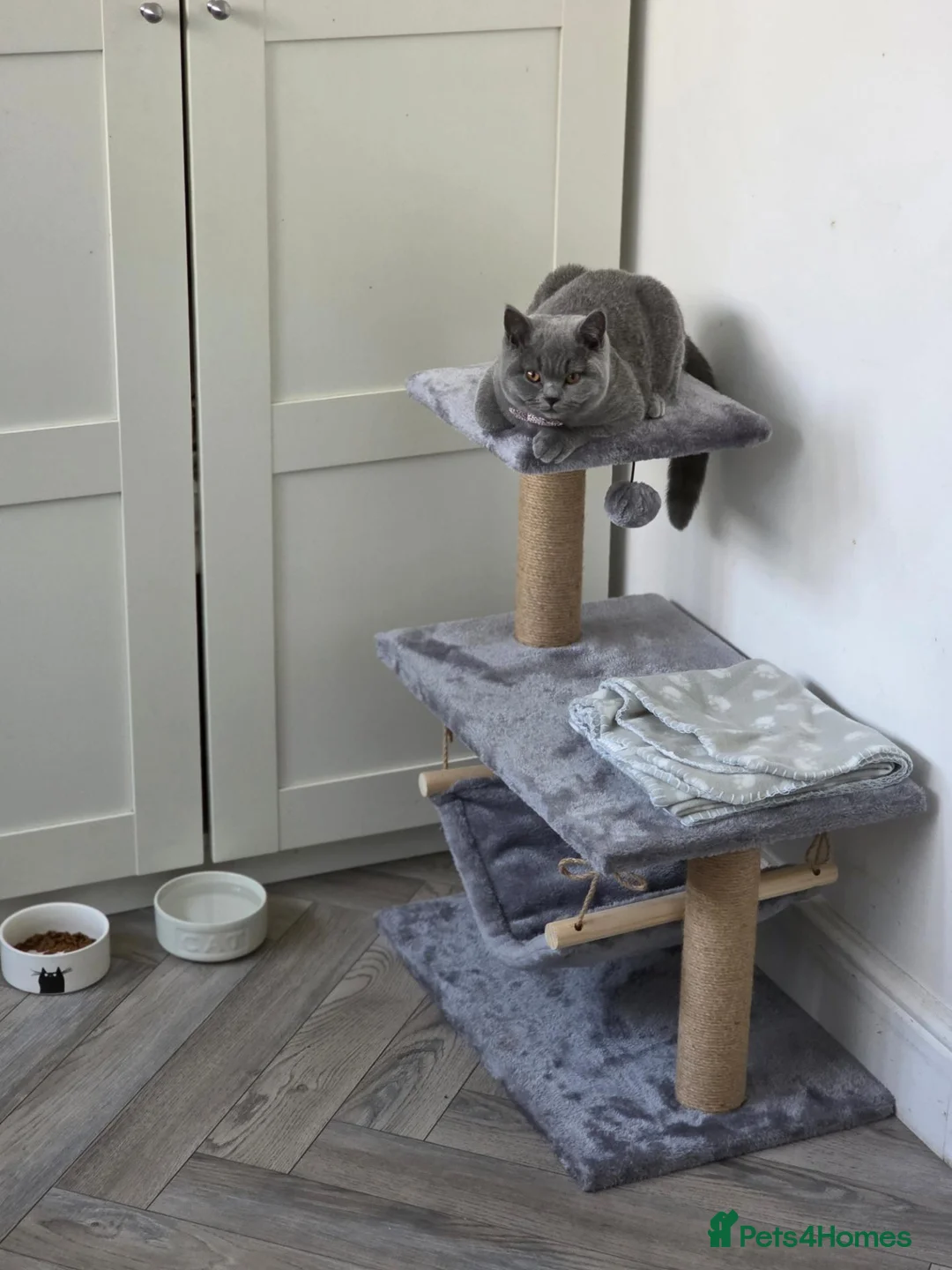 British Shorthair cats for sale: British Shorthair champion breed - Advert 2
