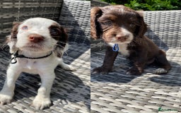 Sprocker dogs for sale: Beautiful F1 Sprocker Spaniel Puppies. in King's Lynn - Image 1