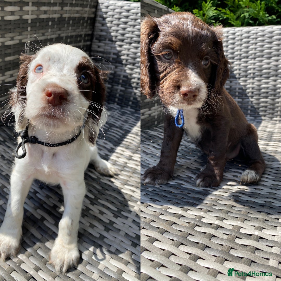 Sprocker dogs for sale: Beautiful F1 Sprocker Spaniel Puppies. in King's Lynn - Image 1