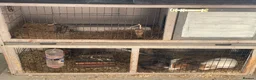Guinea Pig rodents for sale: 3 female guinea pigs  - Advert 4