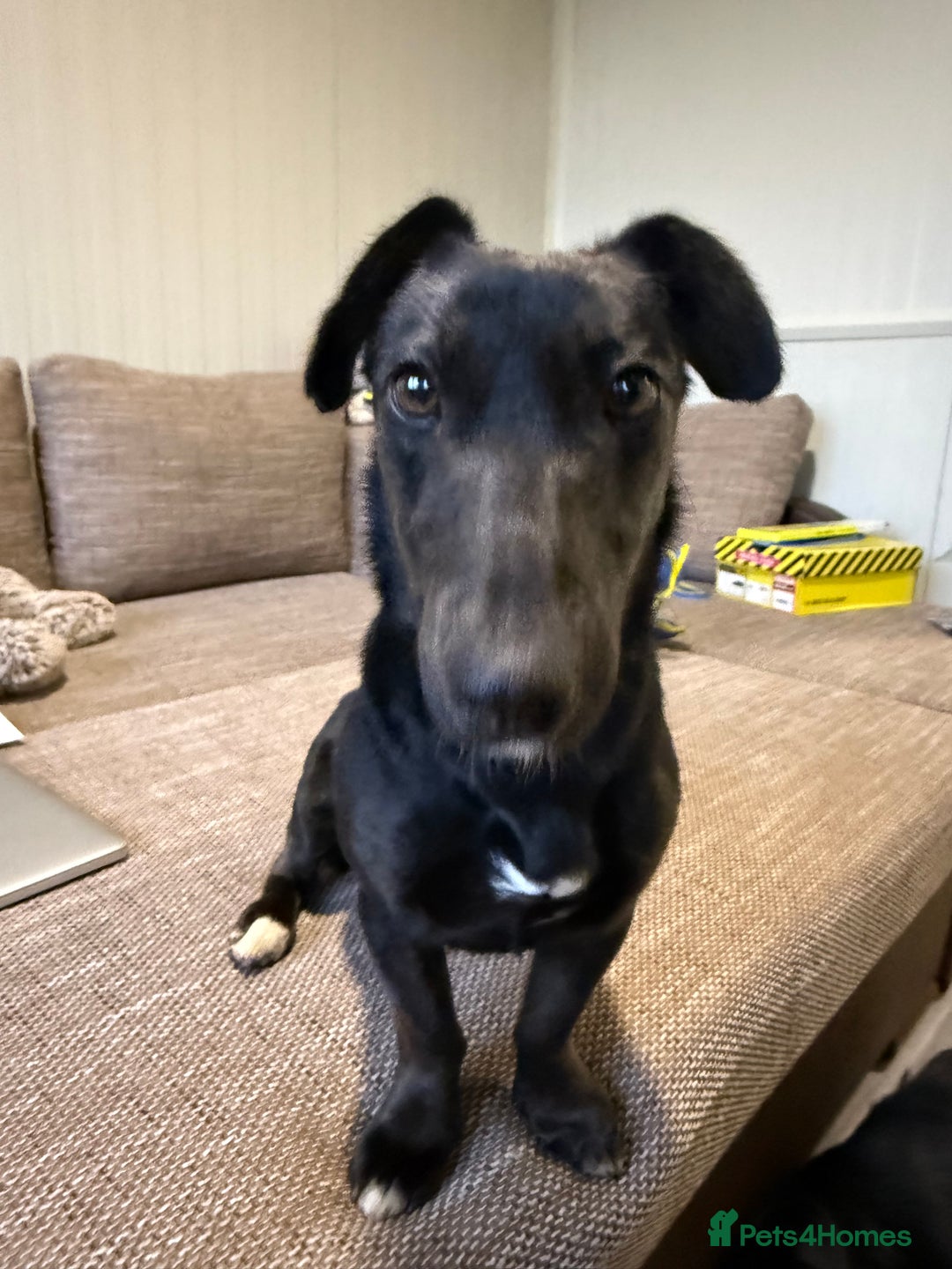 Dachshund dogs for adoption: Cute Lolita looking for LOVE  - Advert 10