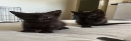 Mixed Breed cats for sale: Beautiful playful loving kittens  - Advert 12