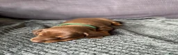 Dachshund dogs for sale: Miniature Dashund puppies - Advert 12