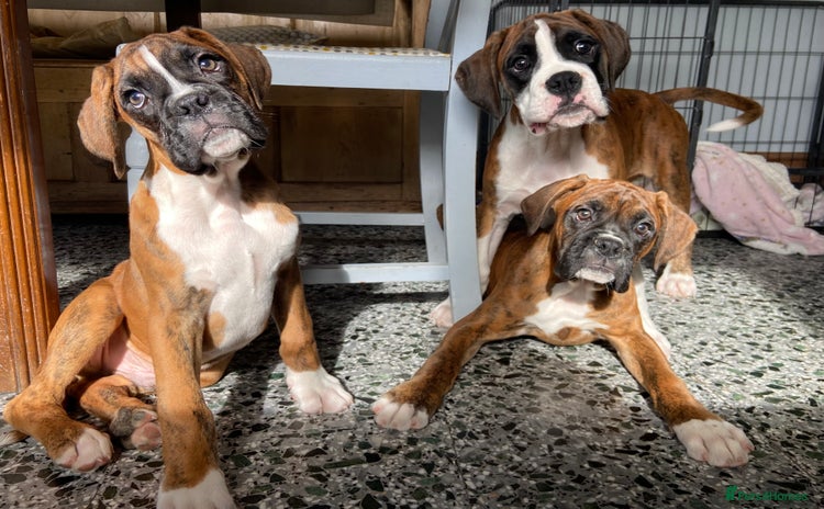 Boxer dogs - Advert 2