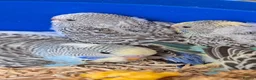 Budgerigars birds for sale: Hand tamed baby budgies for sale - Advert 4