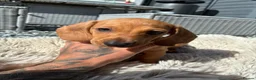 Miniature Dachshund dogs for sale: Miniature Dachshund  - Advert 4