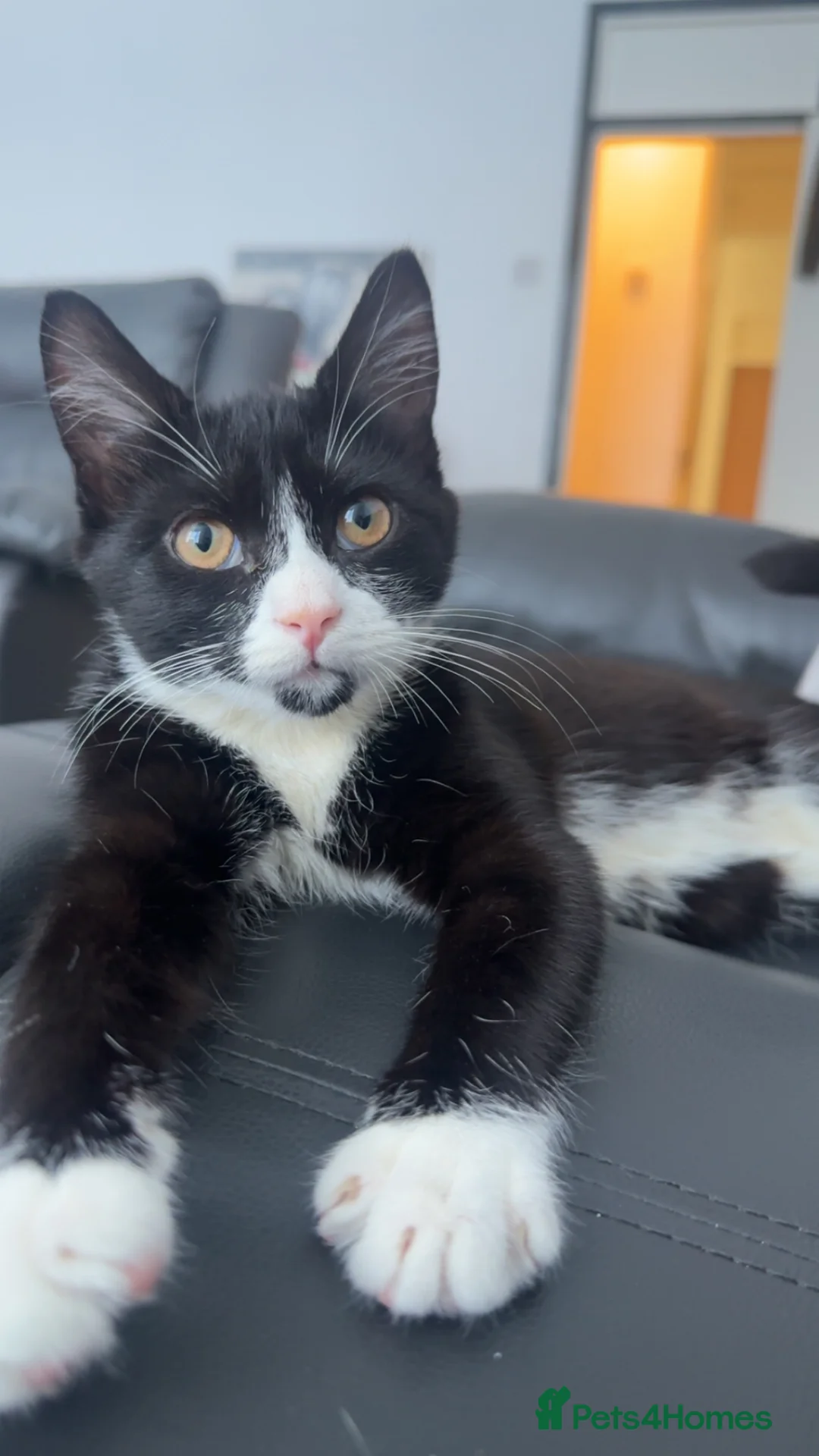 Mixed Breed cats for sale: female kitten - Advert 1