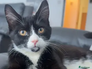 Mixed Breed cats female kitten - Advert 1