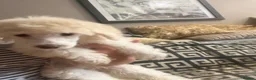 Poodle dogs for sale: Outstanding poodles different colours boys & girls in Liverpool - Advert 24