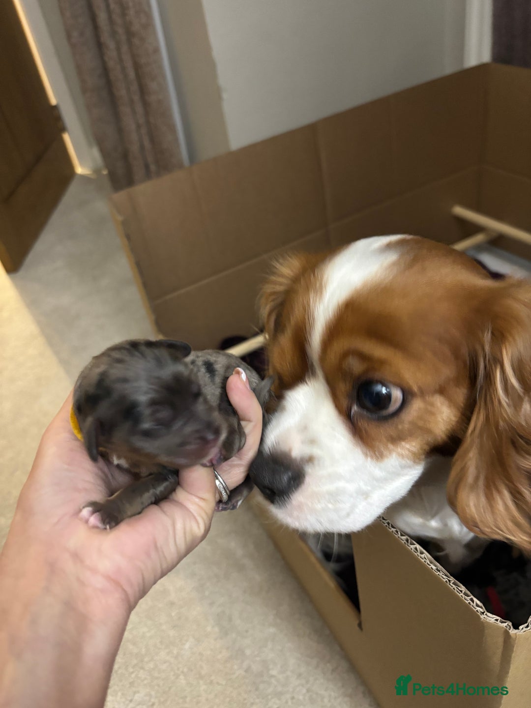 Cavapoo dogs for sale: 2 cavapoos left from a stunning litter - Image 1