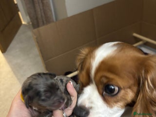 Cavapoo dogs 2 cavapoos left from a stunning litter - Advert 17