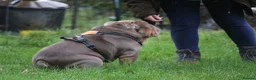 English Bulldog dogs for stud: Now proven English Bulldog at stud - Advert 26