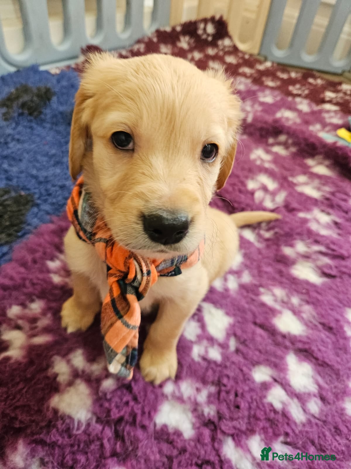 Golden Retriever dogs Ready Now! Stunning KC reg golden retriever pups - Advert 6