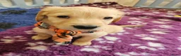 Golden Retriever dogs for sale: Ready Now! Stunning KC reg golden retriever pups - Advert 1