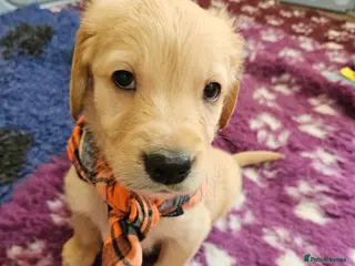 Golden Retriever dogs Ready Now! Stunning KC reg golden retriever pups - Advert 6