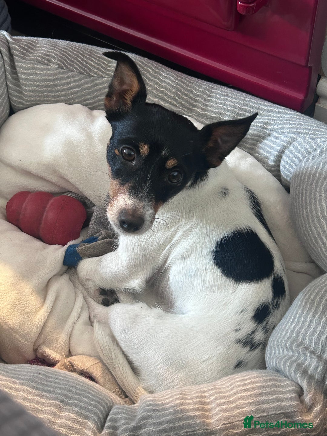 Jack Russell dogs for sale: Magi 4 yr old needs a loving new home - Image 1