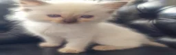 Ragdoll cats for sale: 🐾Beautiful Ragdoll Kittens – Championship Lines🐾 - Advert 3