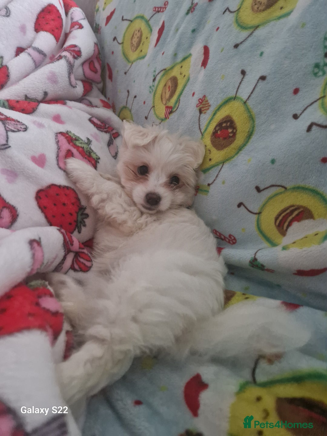 Pomeranian dogs for stud: Bishon maltese  - Image 2