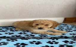 Cockapoo dogs for sale: ‼️6 gorgeous cockapoo pups ready to leave now‼️ - Image 4