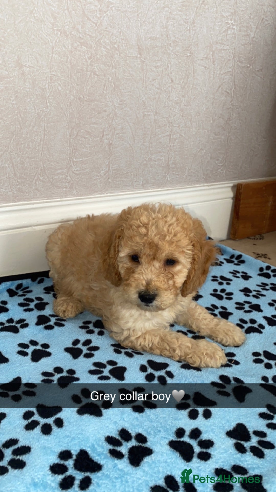Cockapoo dogs for sale: ‼️6 gorgeous cockapoo pups ready to leave now‼️ - Image 4