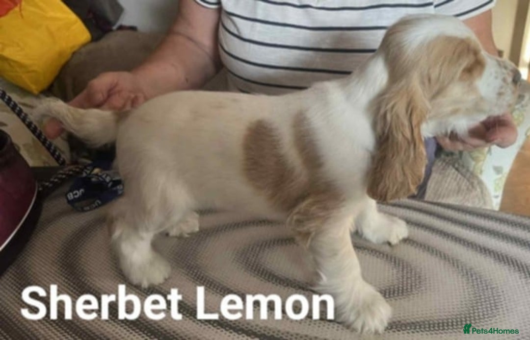 Cocker Spaniel dogs for sale: Pedigree KC show Cockers ready now  - Image 4