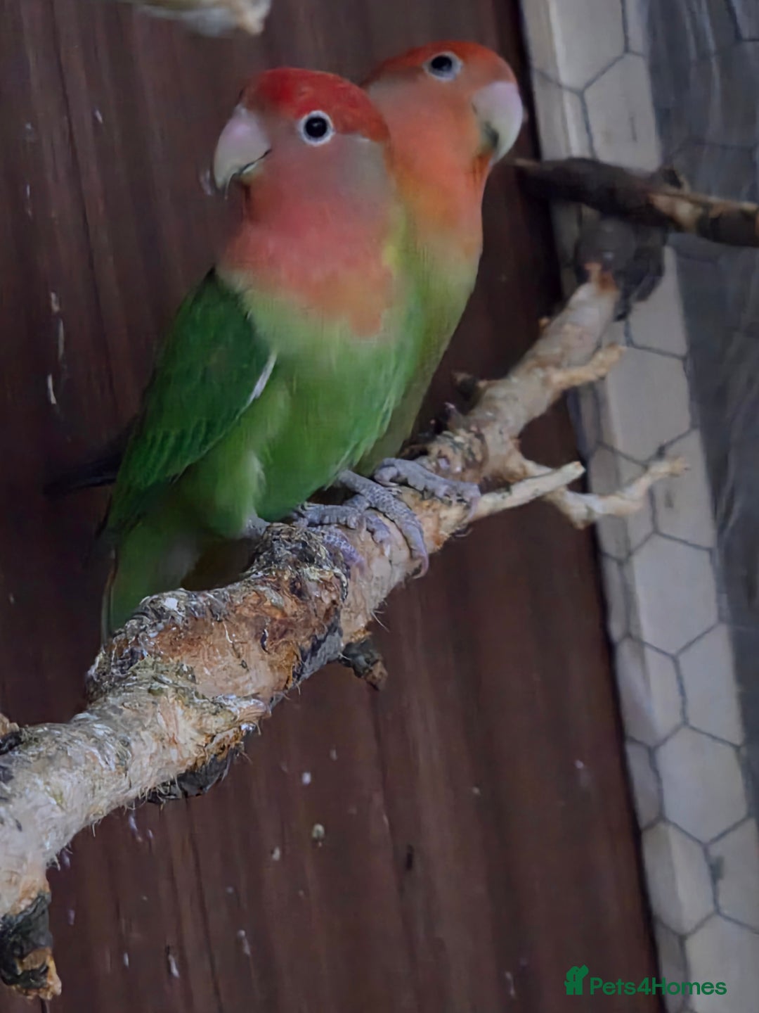 Lovebirds birds for sale: These are Peach-faced (Rosy-faced) Lovebirds - Advert 3