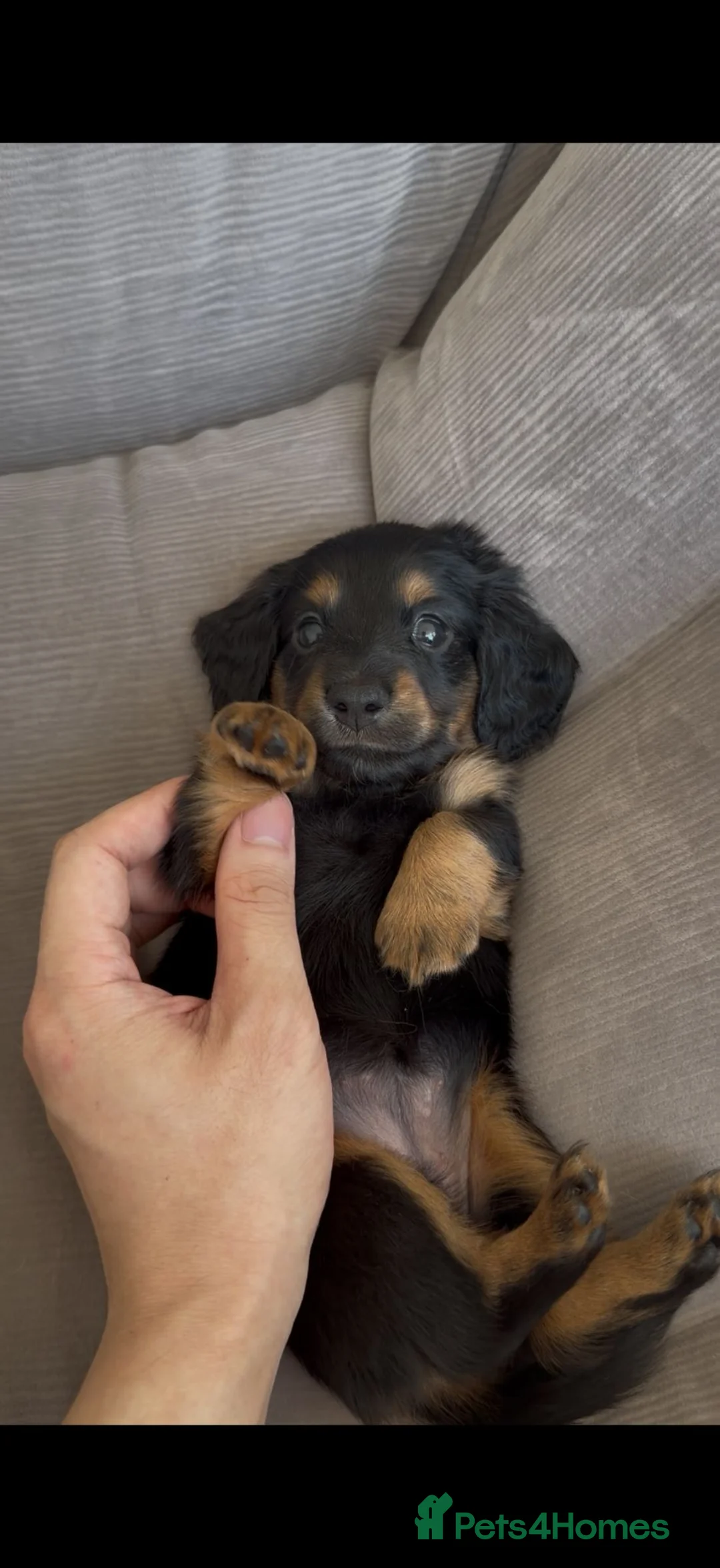 Miniature Dachshund dogs for sale: 🏆KC champion line Miniature Long Hair Dachshund - Advert 1