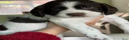 English Springer Spaniel dogs for sale: English Springer Spaniel Puppies in Basingstoke - Advert 4