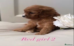 Cavapoo dogs for sale: 8 F1 dna health tested Cavapoos  - Image 2