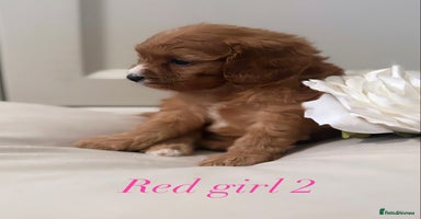 Cavapoo dogs - Advert 1
