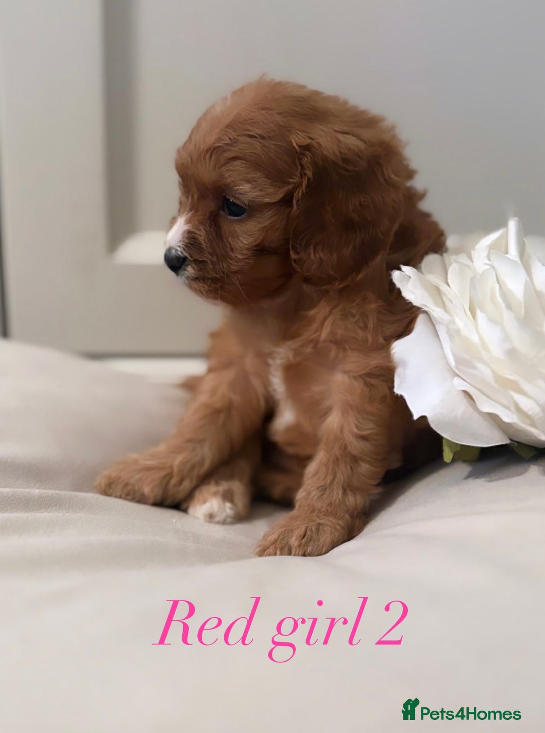 Cavapoo dogs for sale: 8 F1 dna health tested Cavapoos  - Image 2