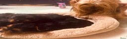 Yorkshire Terrier dogs for sale: 🐾  Beautiful Yorkshire Terrier Puppies  🐾 - Advert 2