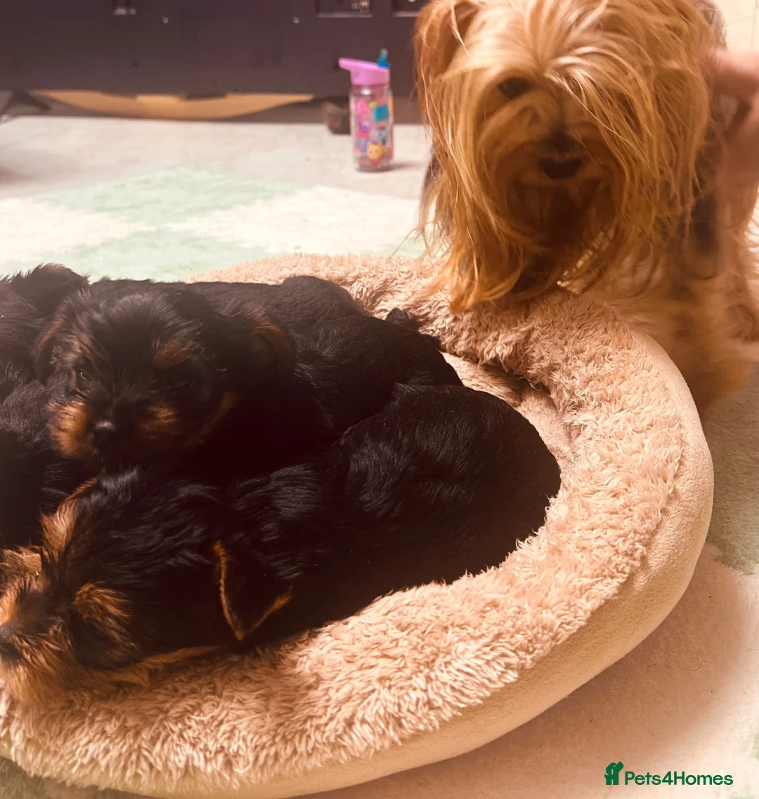 Yorkshire Terrier dogs for sale: 🐾  Beautiful Yorkshire Terrier Puppies  🐾 - Advert 2