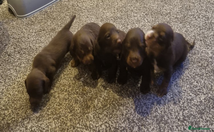 Mixed Breed dogs - Advert 3
