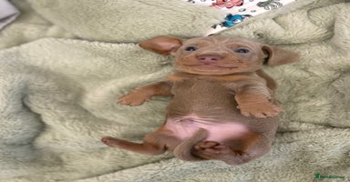 Miniature Dachshund dogs - Advert 4