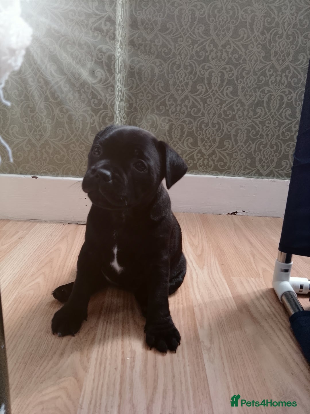 Staffordshire Bull Terrier dogs for sale: Staffordshire Bull terrier blue pup (girl) - Image 3