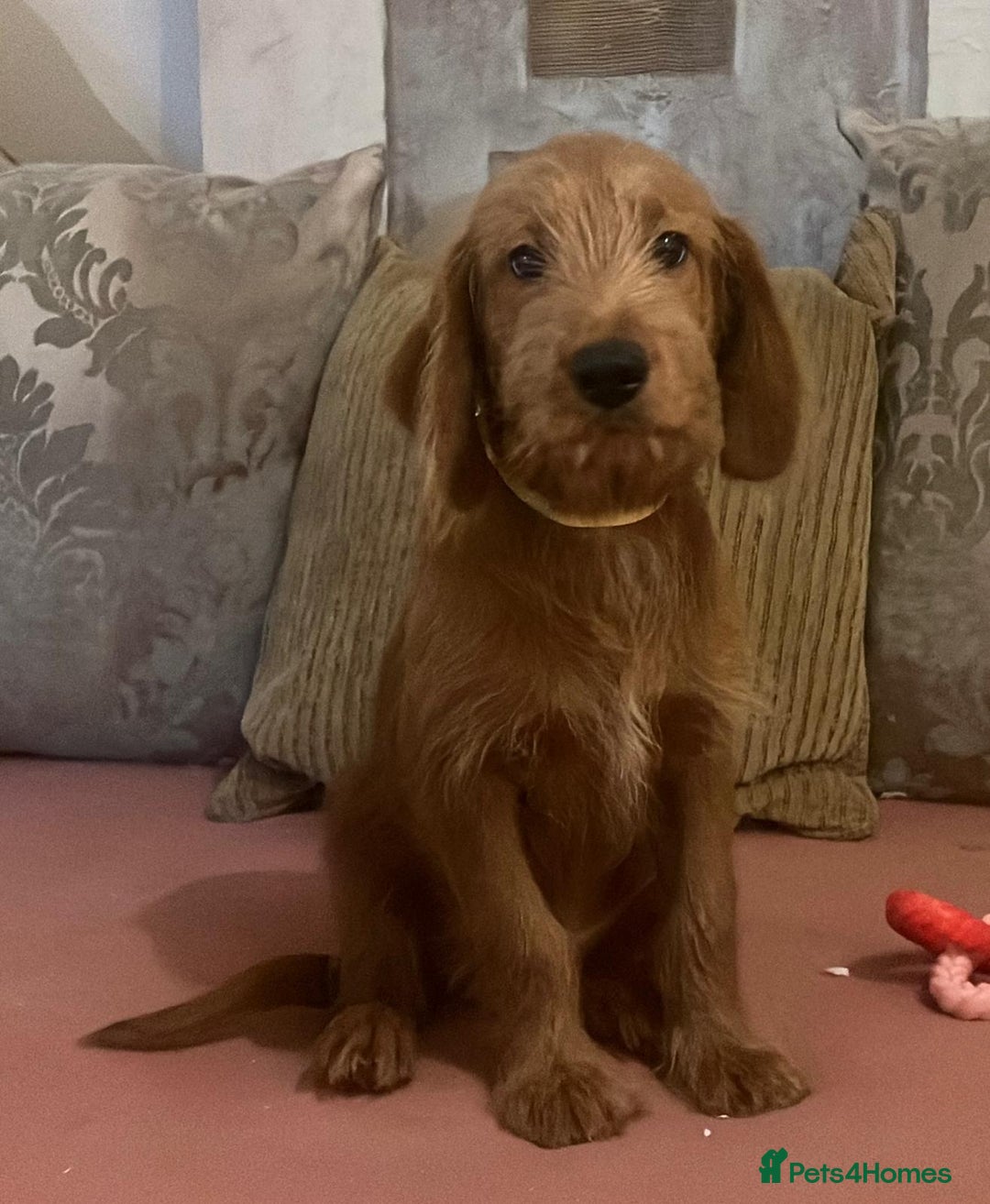 Labradoodle dogs for sale: Absolutely beautiful Labradoodles - Advert 13