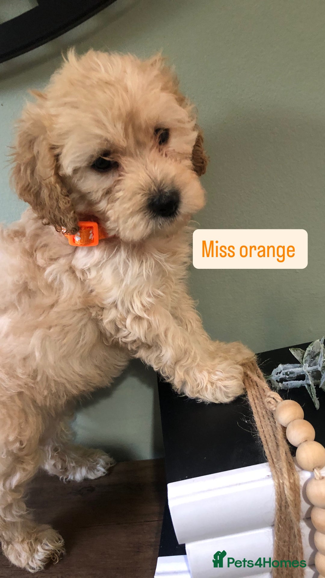 Cockapoo dogs for sale: F1b toy cockapoo puppies - Image 28