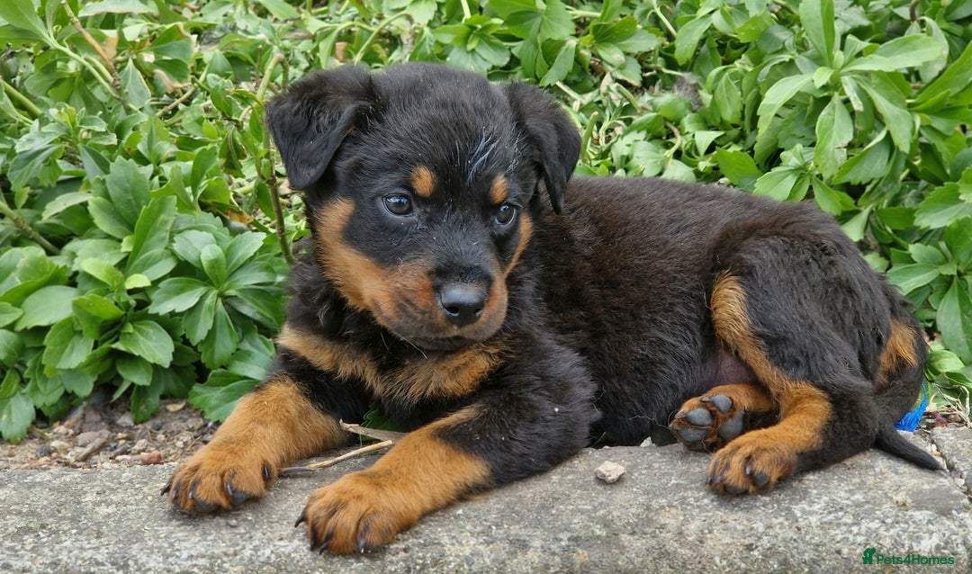 Rottweiler dogs for sale: Rottweiler Puppy 4 - KC REGGISTERED PURE GERMAN ROTTWEILER PUPPIES  - Image 1