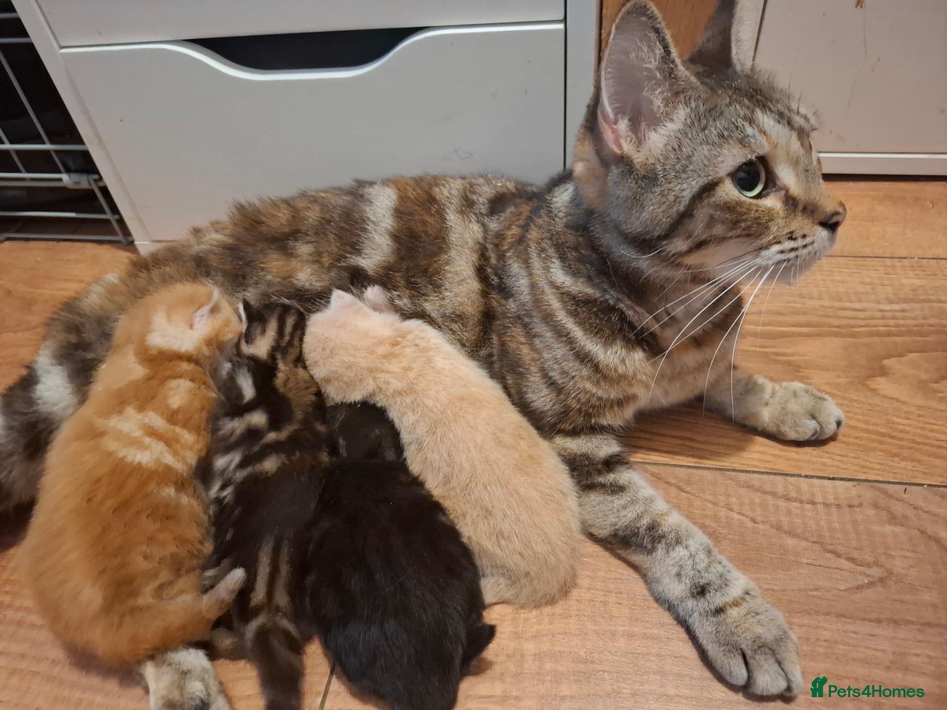 Mixed Breed cats Kittens - Advert 1