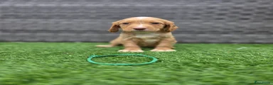 Cocker Spaniel 6
