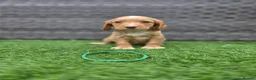 Cocker Spaniel dogs for sale: Working Cocker Spaniel pups in Markfield - Advert 3
